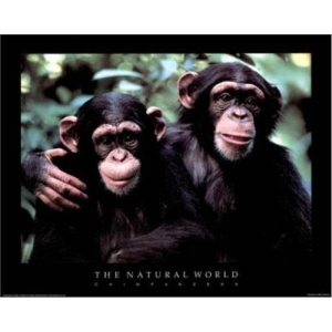 The Natural World Chimpanzees - Poster - 16" x 20"