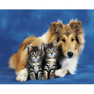 Friends Forever Poster - 16" x 20"