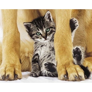 Safe & Pretty Cat Poster - 16" x 20"