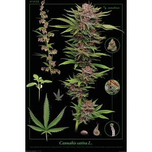 Cannabis Sativa Poster - 24" x 36"