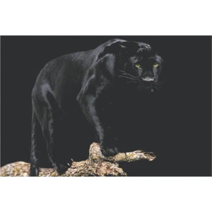 Black Panther Poster 36" x 24"