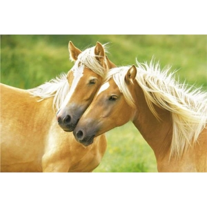 Blondes - Horses Poster 36" x 24"