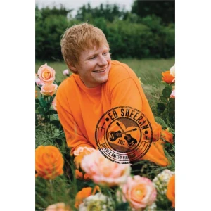 Ed Sheeran - Rose Field Poster 24" x 36"