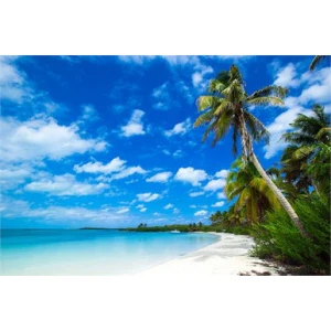 Beach With Palm Trees Poster - 24" x 36"
