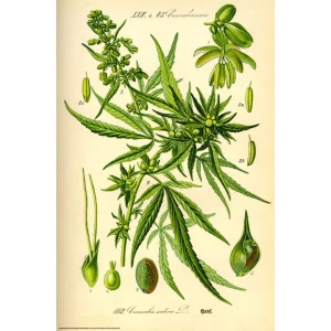 Cannibis Sativa Poster - 24" x 36"