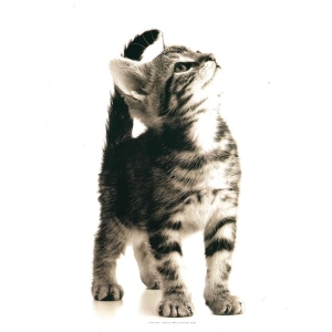 Kitten Mini Poster - 11" x 14"