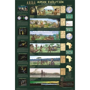 Human Evolution Educational Poster 24x36