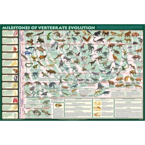 Milestones of Vertebrate Evolution Educational Poster 36x24