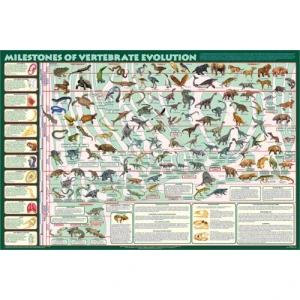 Milestones of Vertebrate Evolution Educational Poster 36x24
