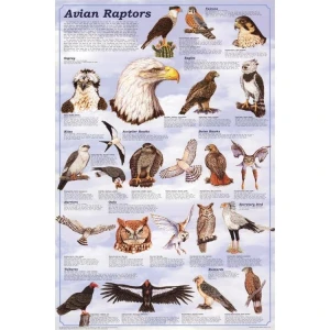 Avian Raptors Educational Poster 24x36