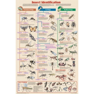 Insect Identification Educational Poster 24x36
