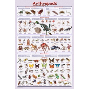 Arthropods Educational Poster 24x36