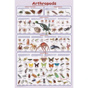 Arthropods Educational Poster 24x36