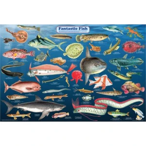 Fantastic Fish Educational Poster 36x24