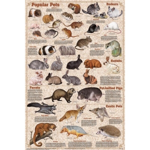 Popular Mammal Pets Educational Poster 24x36