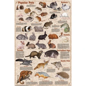 Popular Mammal Pets Educational Poster 24x36