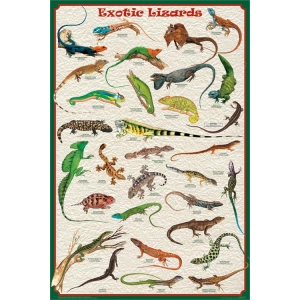 Exotic Lizards Educational Poster 24x36