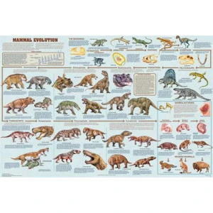 Mammal Evolution Educational Poster 36x24