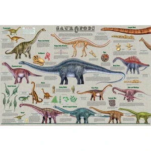 Sauropods Dinosaur Educational Poster 36x24