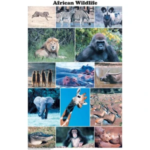 African Wildlife Photographic Poster 24x36