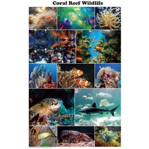 Coral Reef Wildlife Photographic Educational Poster 24x36