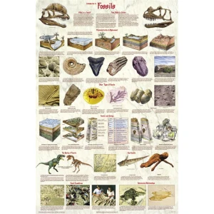 Introduction to Fossils Education Poster 24x36