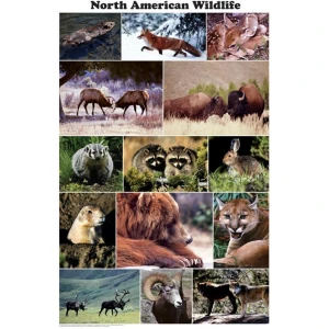 North American Wildlife Photographic Poster 24x36