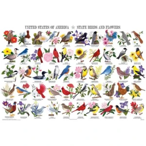 State Birds and Flowers Educational Poster 36x24