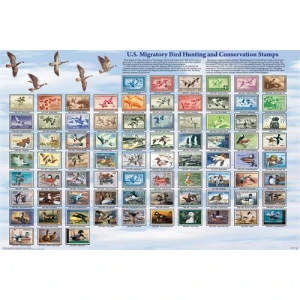 U.S. Migratory Bird Hunting and Conservation Stamps Educational Poster 36x24