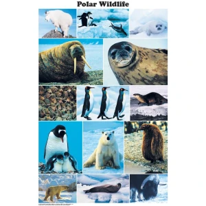 Polar Wildlife Photographic Poster 24x36