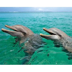 Dolphins Poster - 16" x 20"