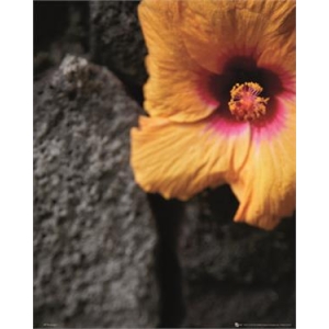 Yellow & Pink Flower Poster - 16" x 20"