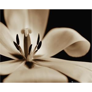 White Flower Poster - 16" x 20"