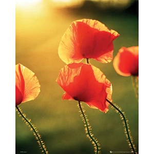 Poppy Flowers in the Sun Poster - 16" x 20"