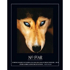 No Fear Wolf Poster - 16" x 20"