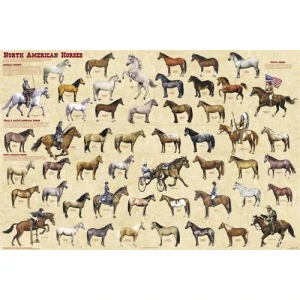 North American Horses Educational Poster 36x24