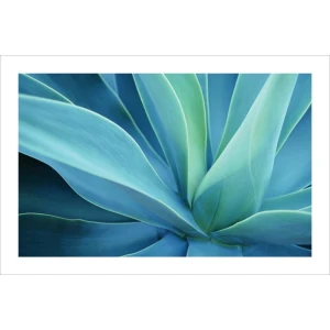 Agave Cactus Poster - 24" x 36"