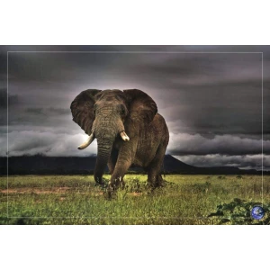 African Majesty Poster - 24" x 36"