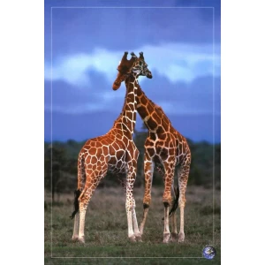 Giraffes Poster - 24" x 36"