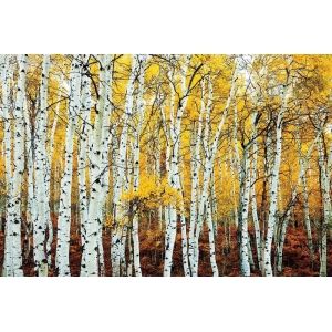 Aspen Grove Yellow Poster - 24" x 36"