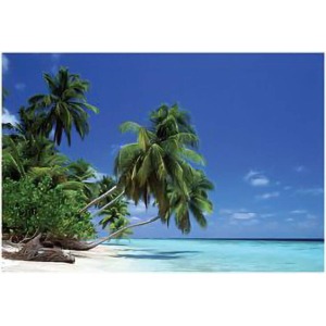 Leaning Palm Tree - Poster - 36" x 24"
