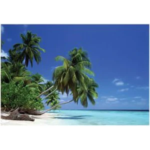 Leaning Palm Tree - Poster - 36" x 24"