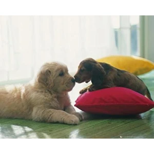 Puppies Poster - 16" x 20"