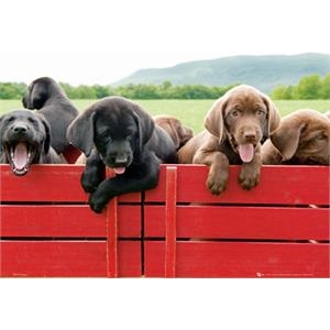Puppies Too Poster - 16" x 20"