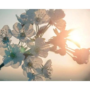 Flowers in the Sun Poster - 16" x 20"