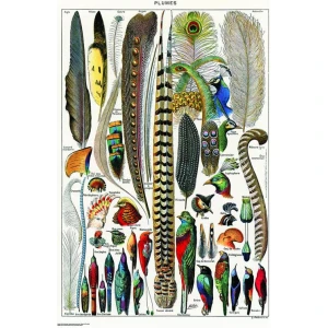 Plumes by Adolphe Millot Poster - 24" x 36"