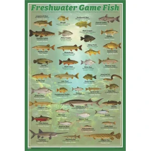 Fresh Water Game Fish Poster - 24" x 36"