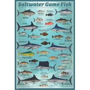 Saltwater Game Fish Poster - 24" x 36"