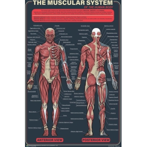 The Muscular System Poster - 24" x 36"