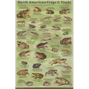 North American Frogs & Toads Poster - 24" x 36"